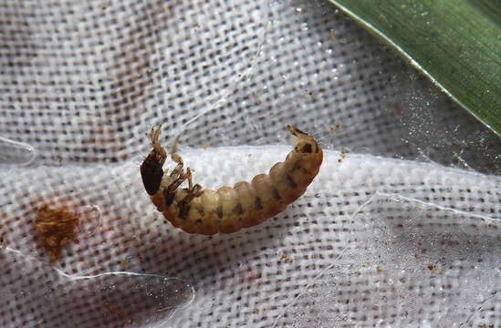 Glossosoma (Synafophora) nigrior Banks 1911 resmi