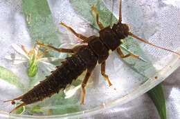 Image of Appalachian Salmonfly