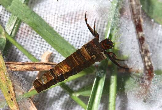 Image of Apple Caddis