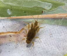 Image of little stout crawler mayflies