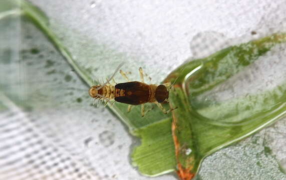 Heterocloeon curiosum (McDunnough 1923) resmi