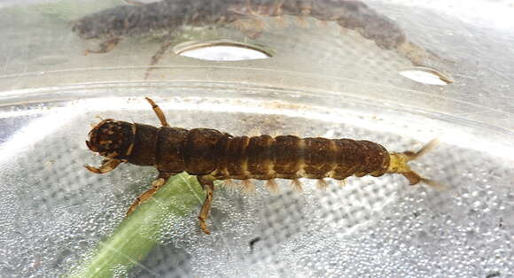 Image of Hydropsyche (Hydropsyche) venularis Banks 1914