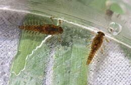 Image of Acentrella nadineae McCafferty, Waltz & Webb 2009