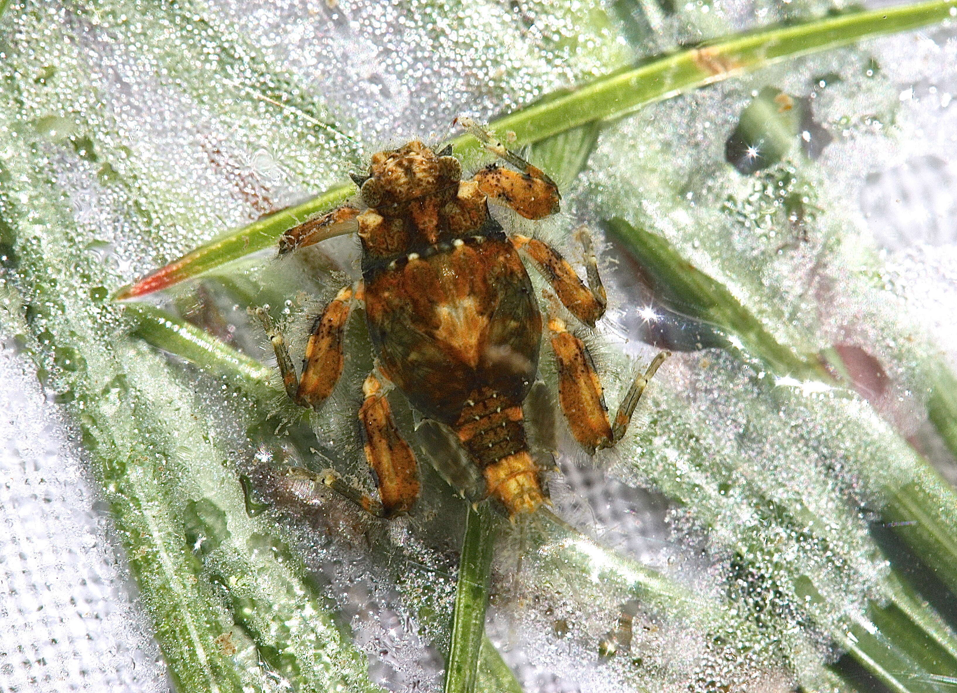 Image of Drunella walkeri (Eaton 1884)