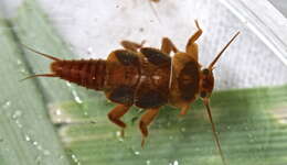 Image of Tallaperla