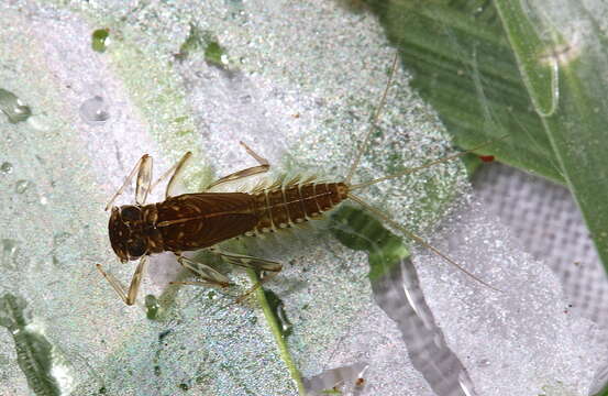 Image of Cinygmula subaequalis (Banks 1914)