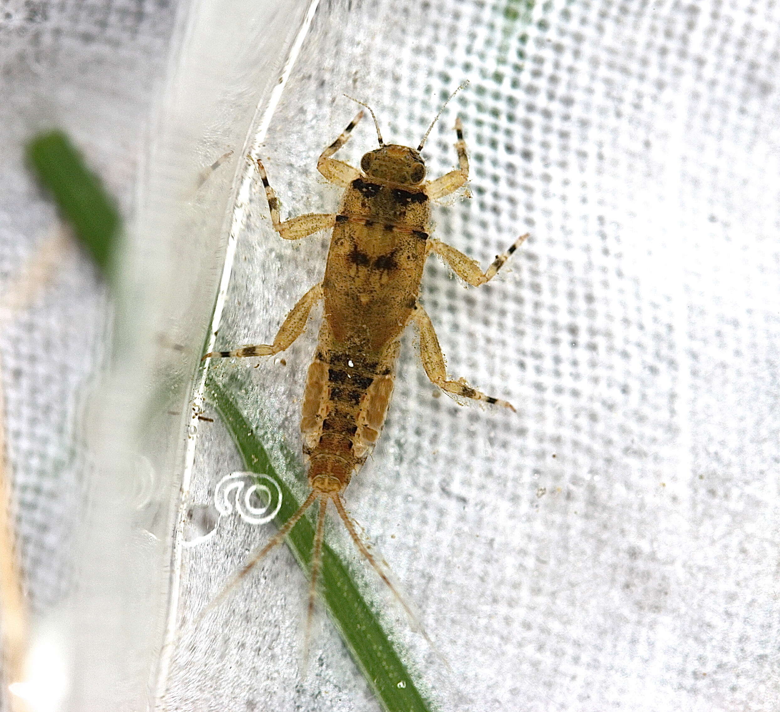 Plancia ëd Ephemerella invaria (Walker 1853)