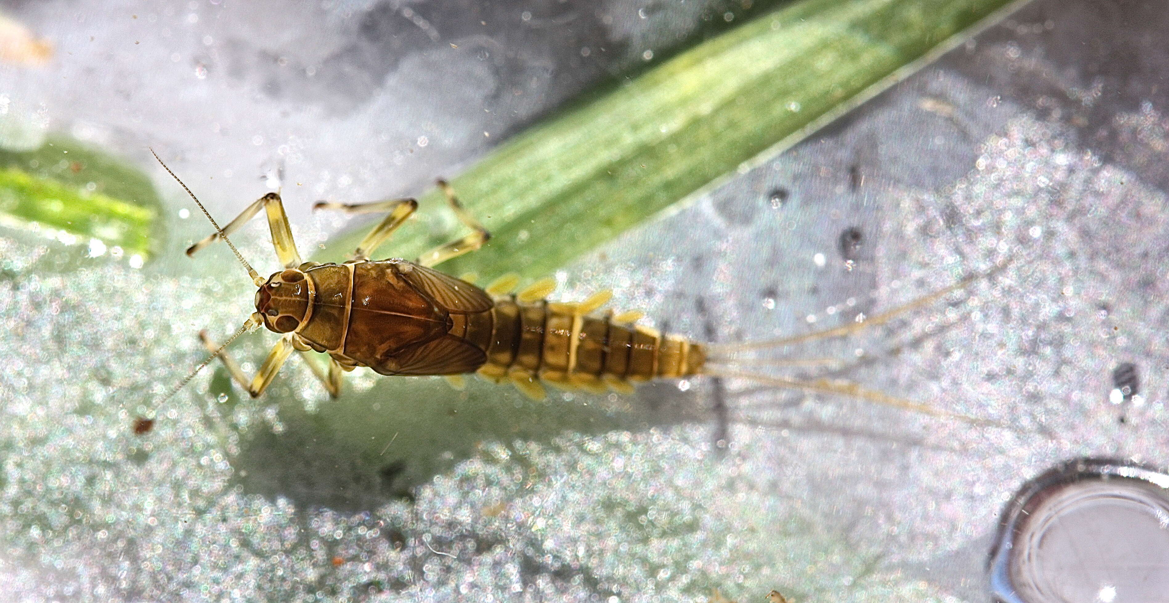 صورة Baetis tricaudatus Dodds 1923