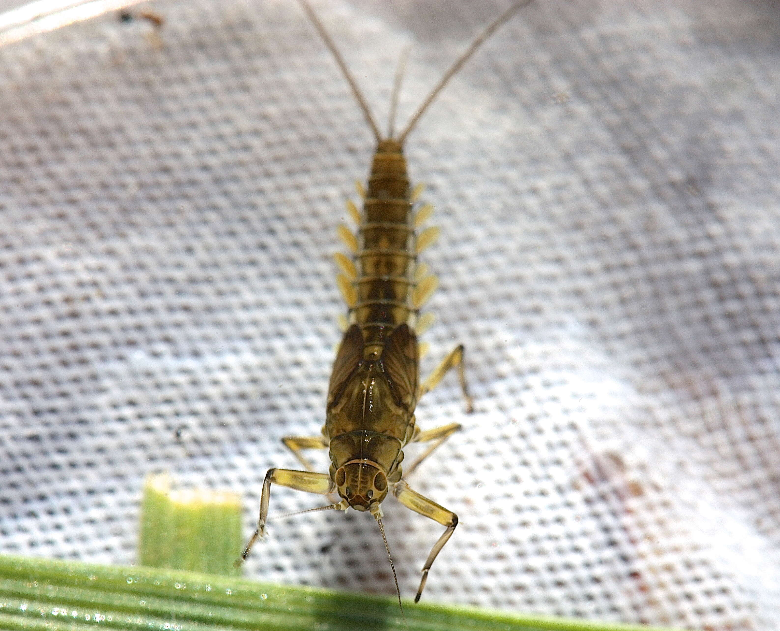 صورة Baetis tricaudatus Dodds 1923