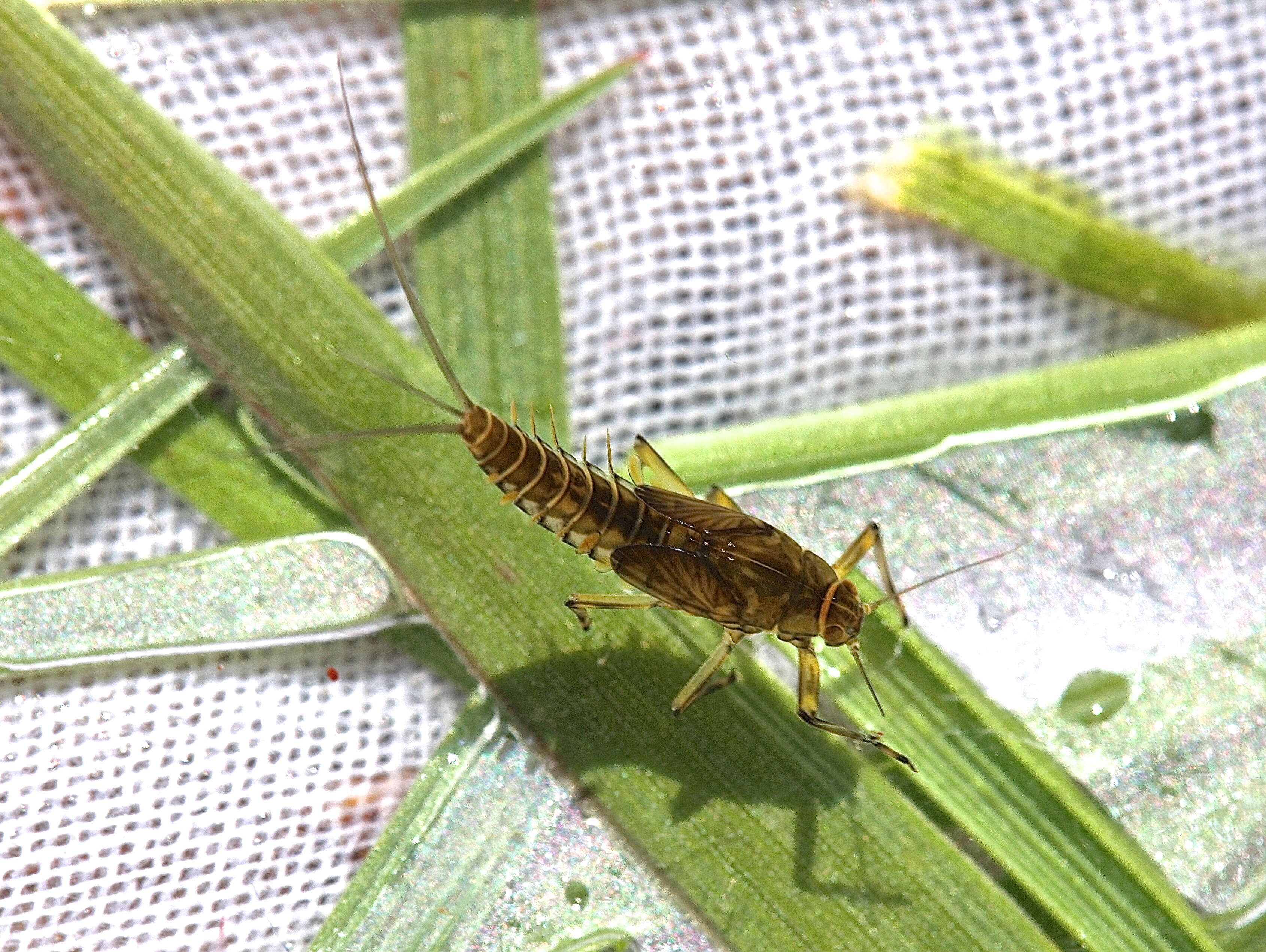 صورة Baetis tricaudatus Dodds 1923