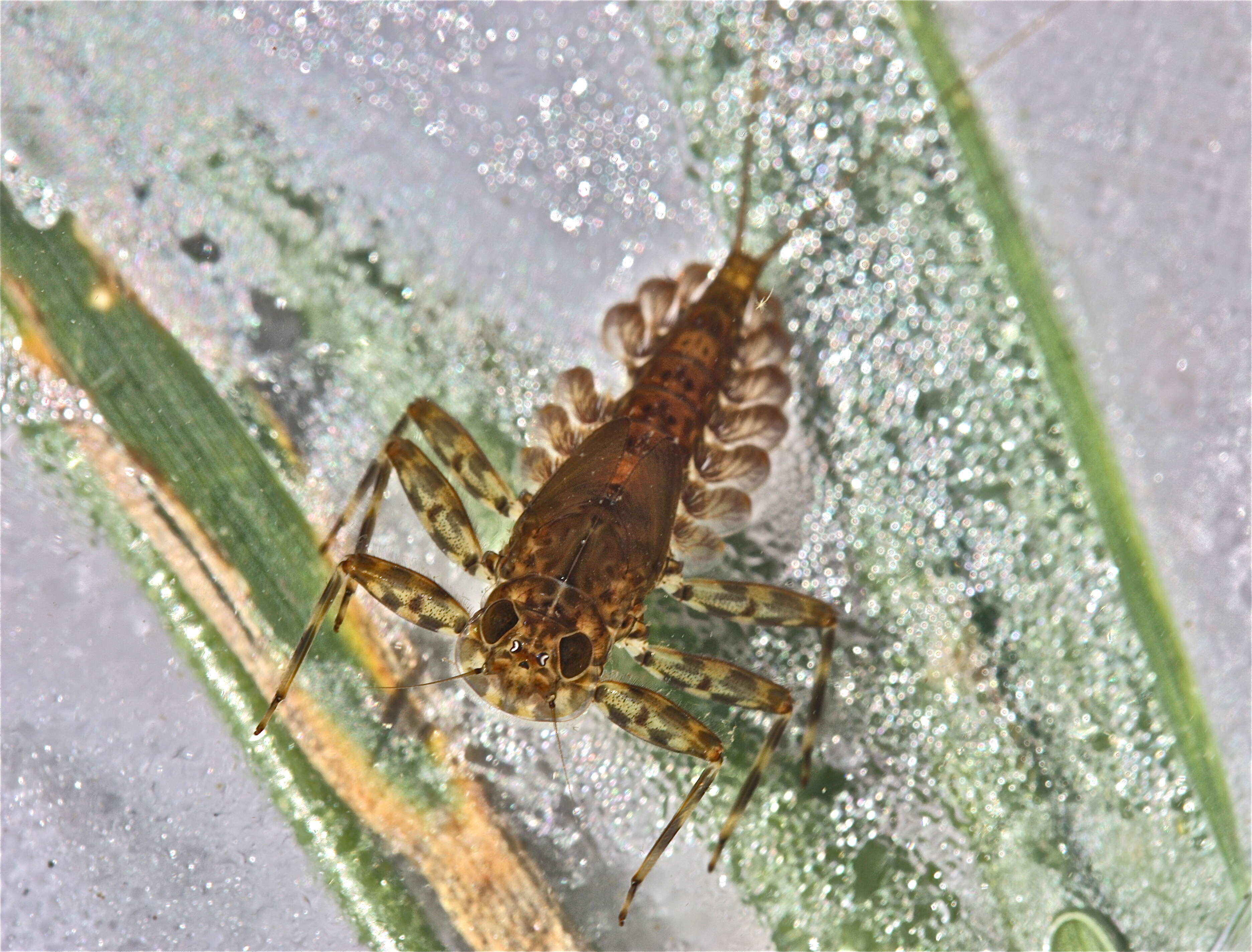 Image of Epeorus vitreus (Walker 1853)