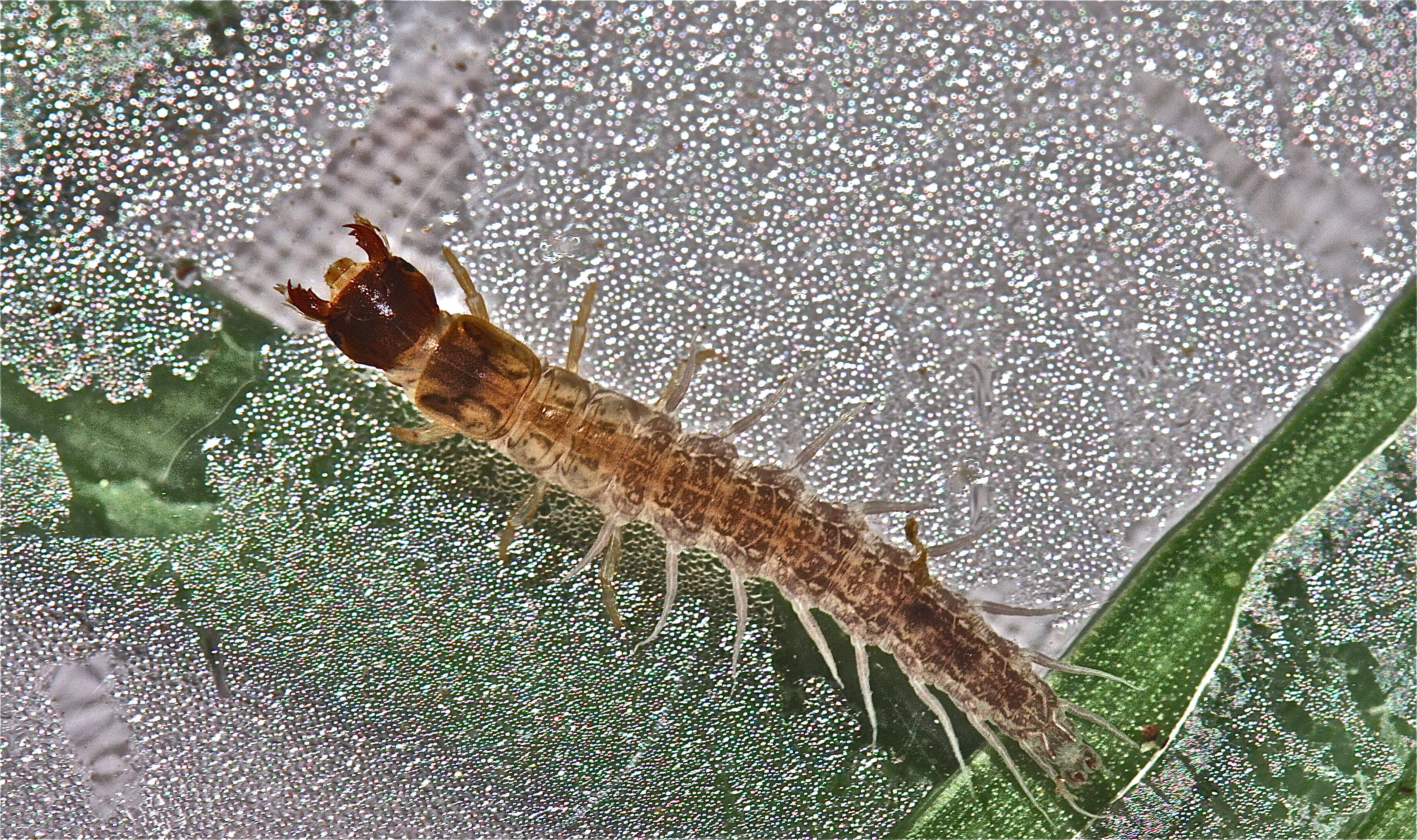 Image of Dark Fishflies