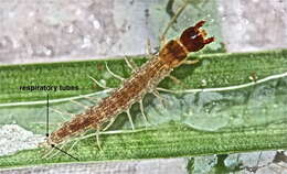 Image of Dark Fishflies