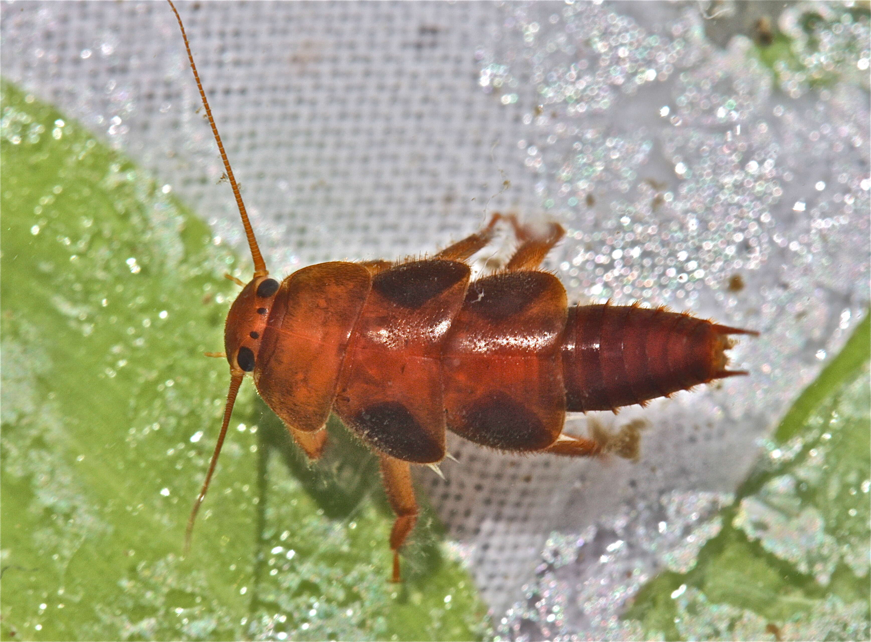 Image of Tallaperla