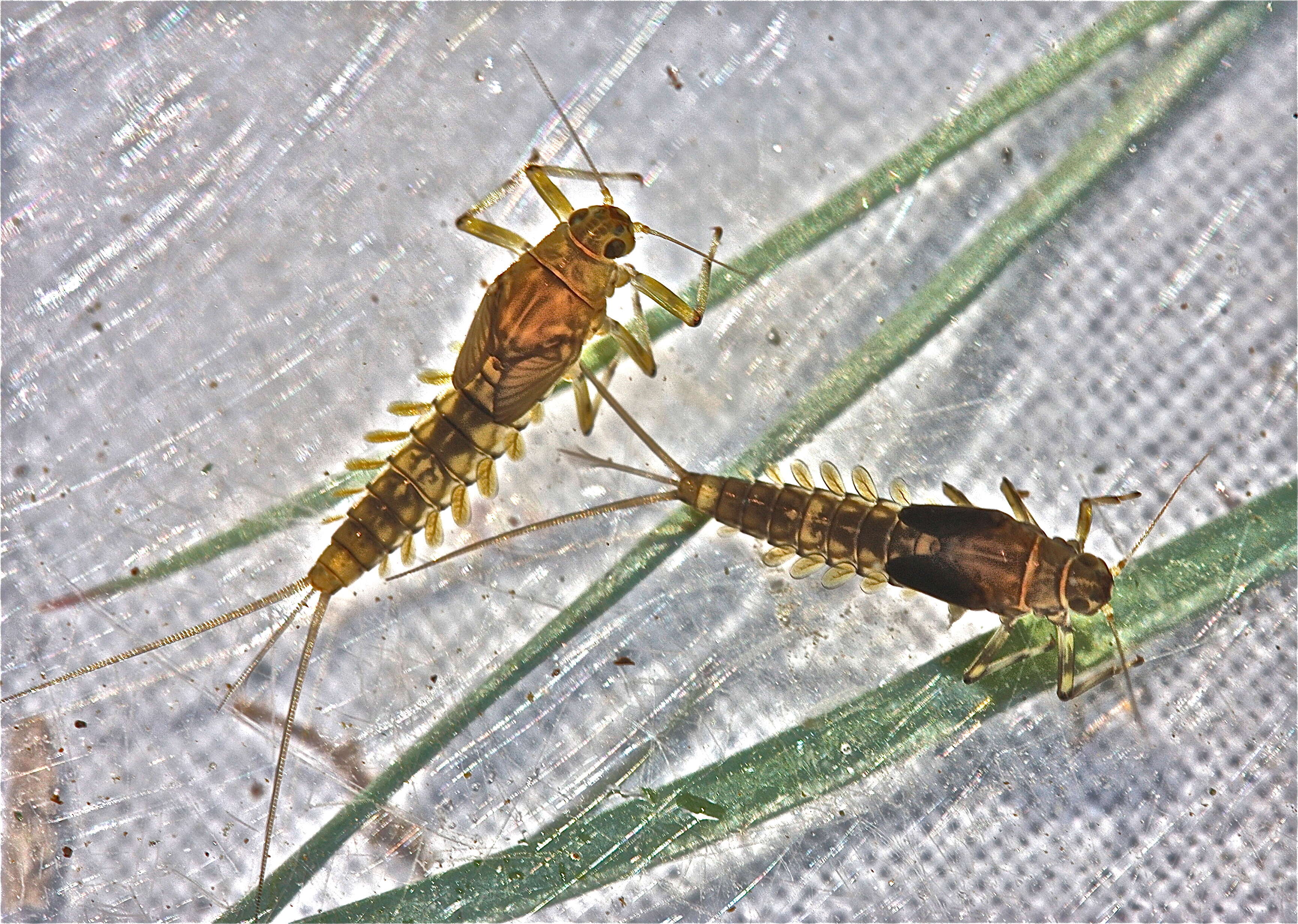 صورة Baetis tricaudatus Dodds 1923