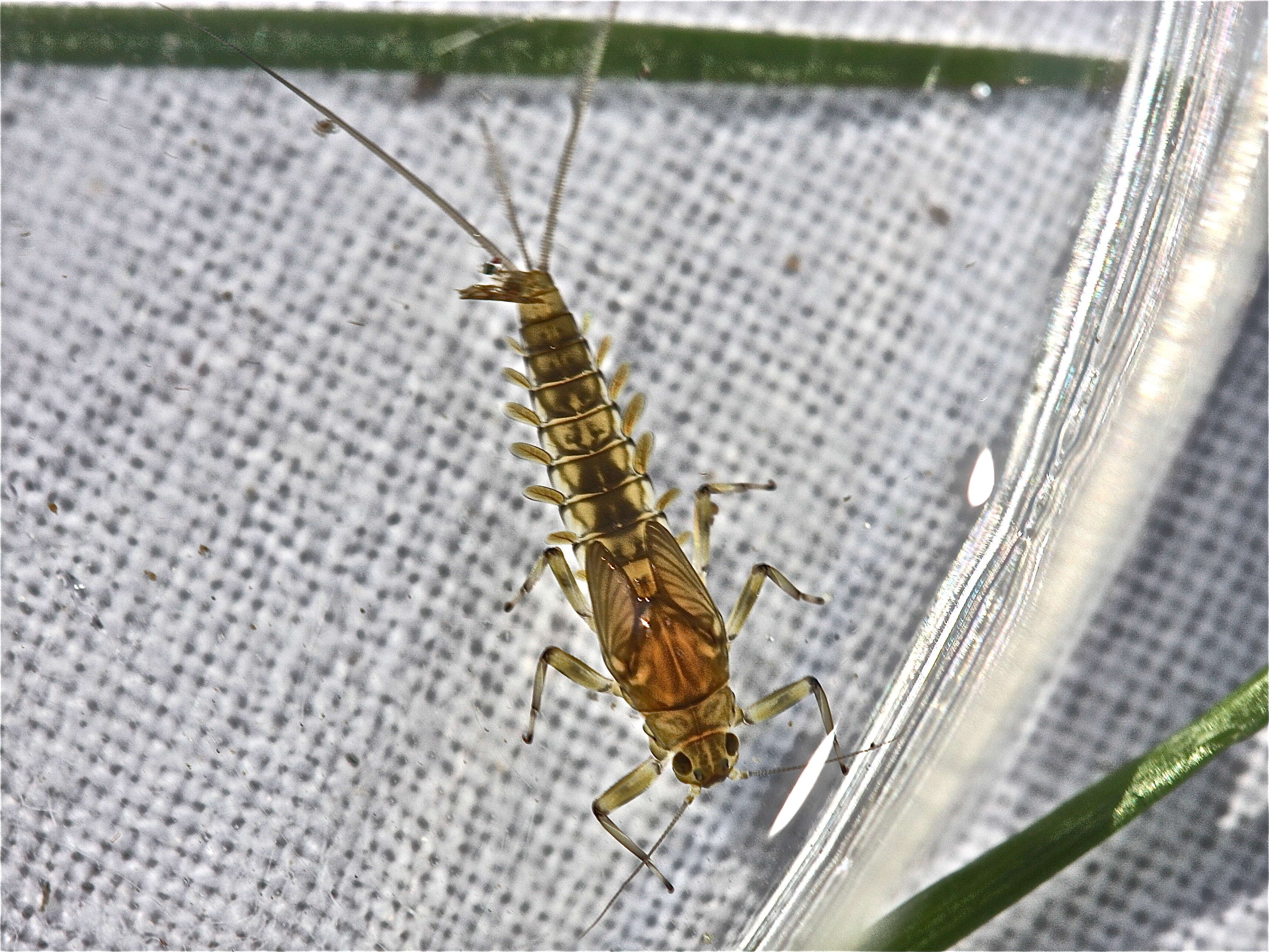 Imagem de Baetis tricaudatus Dodds 1923