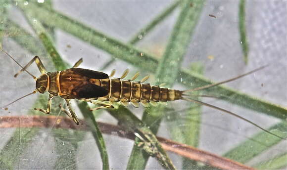 صورة Baetis tricaudatus Dodds 1923