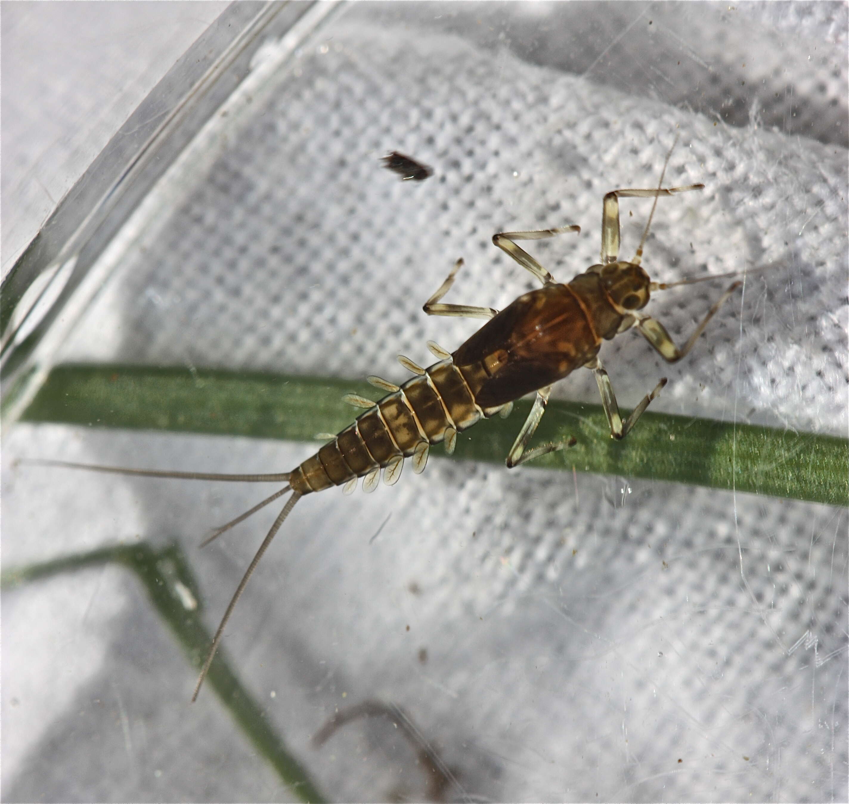 Image of Baetis tricaudatus Dodds 1923