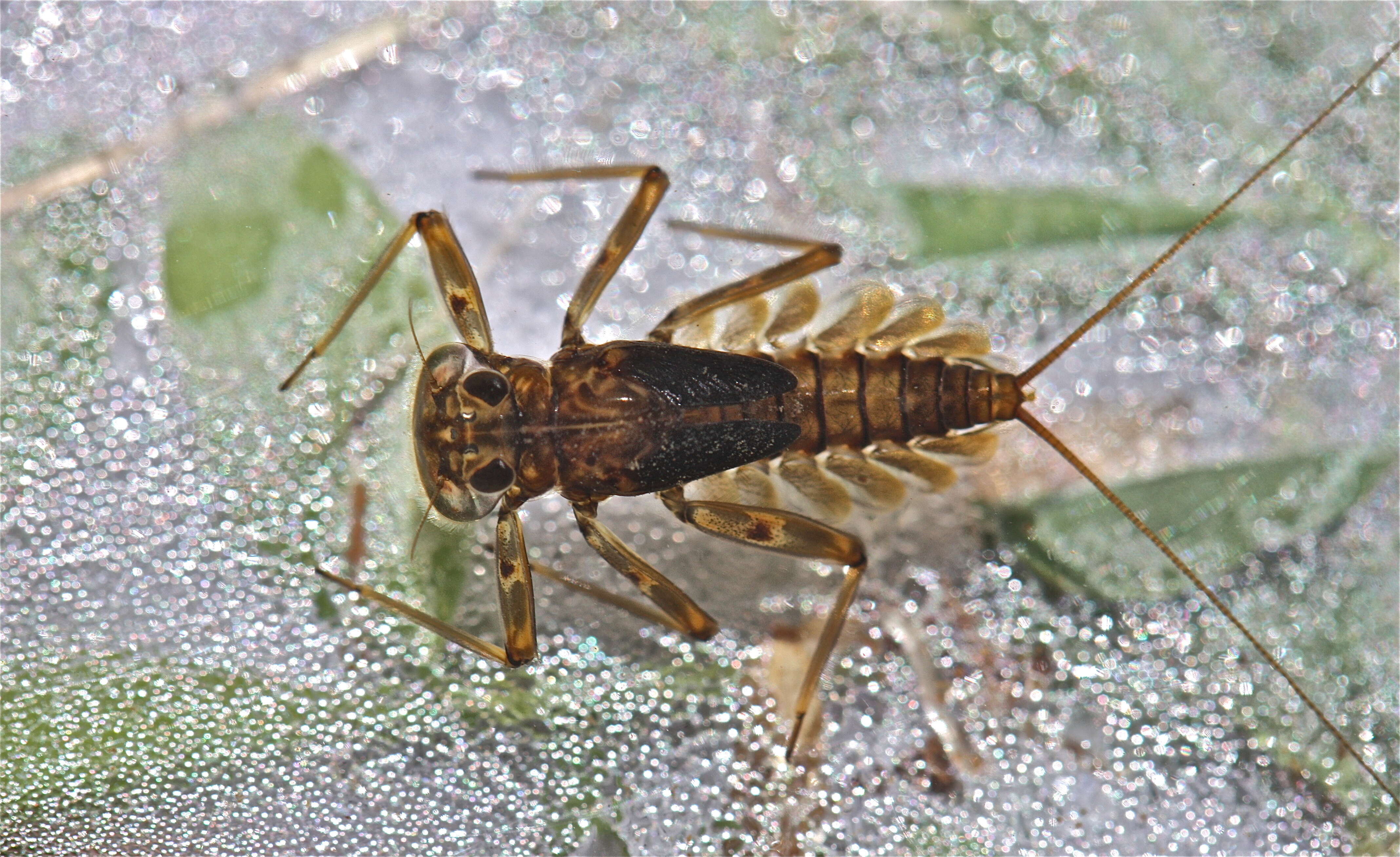 Sivun Epeorus pleuralis (Banks 1910) kuva