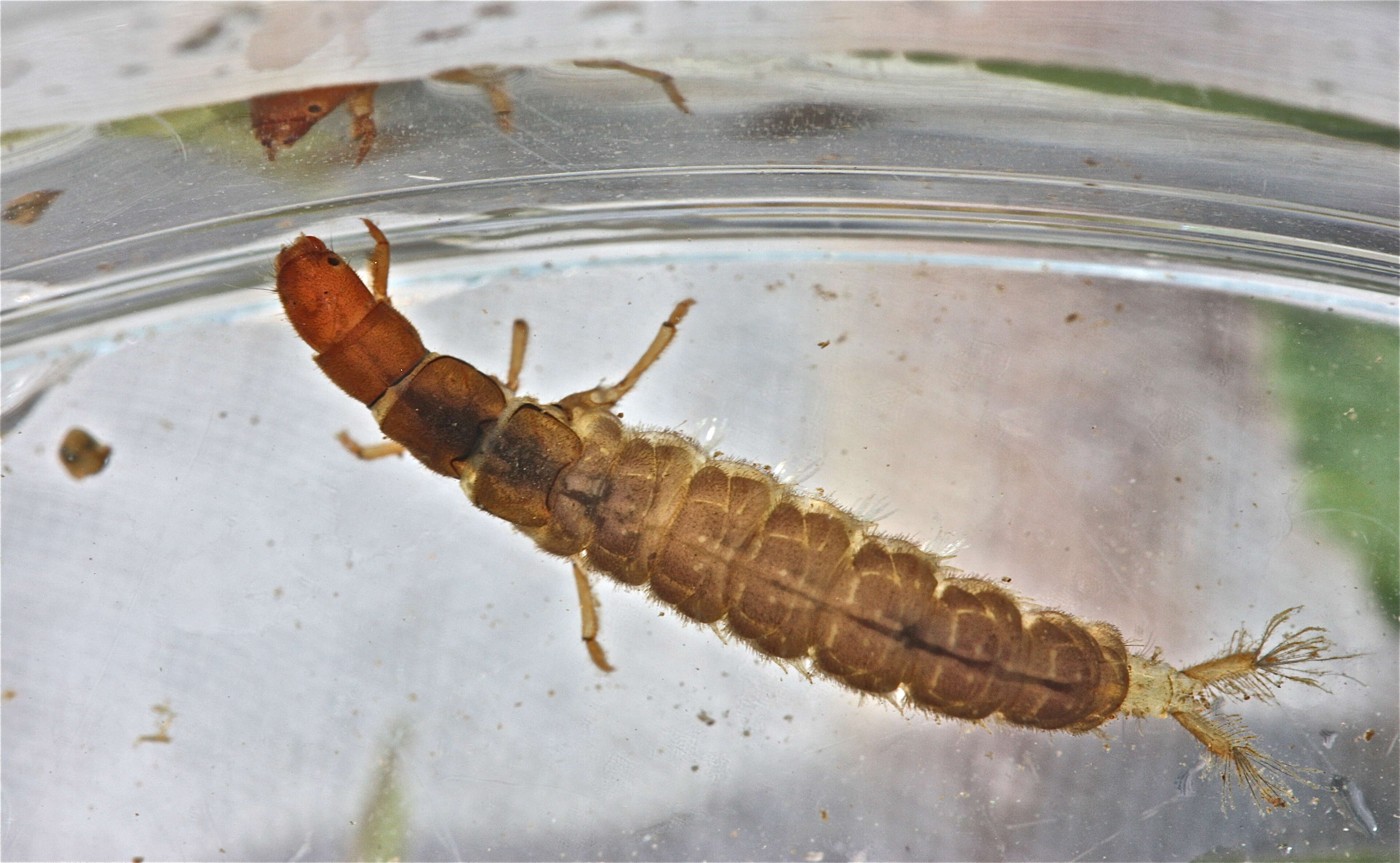 Image of Diplectrona modesta Banks 1908