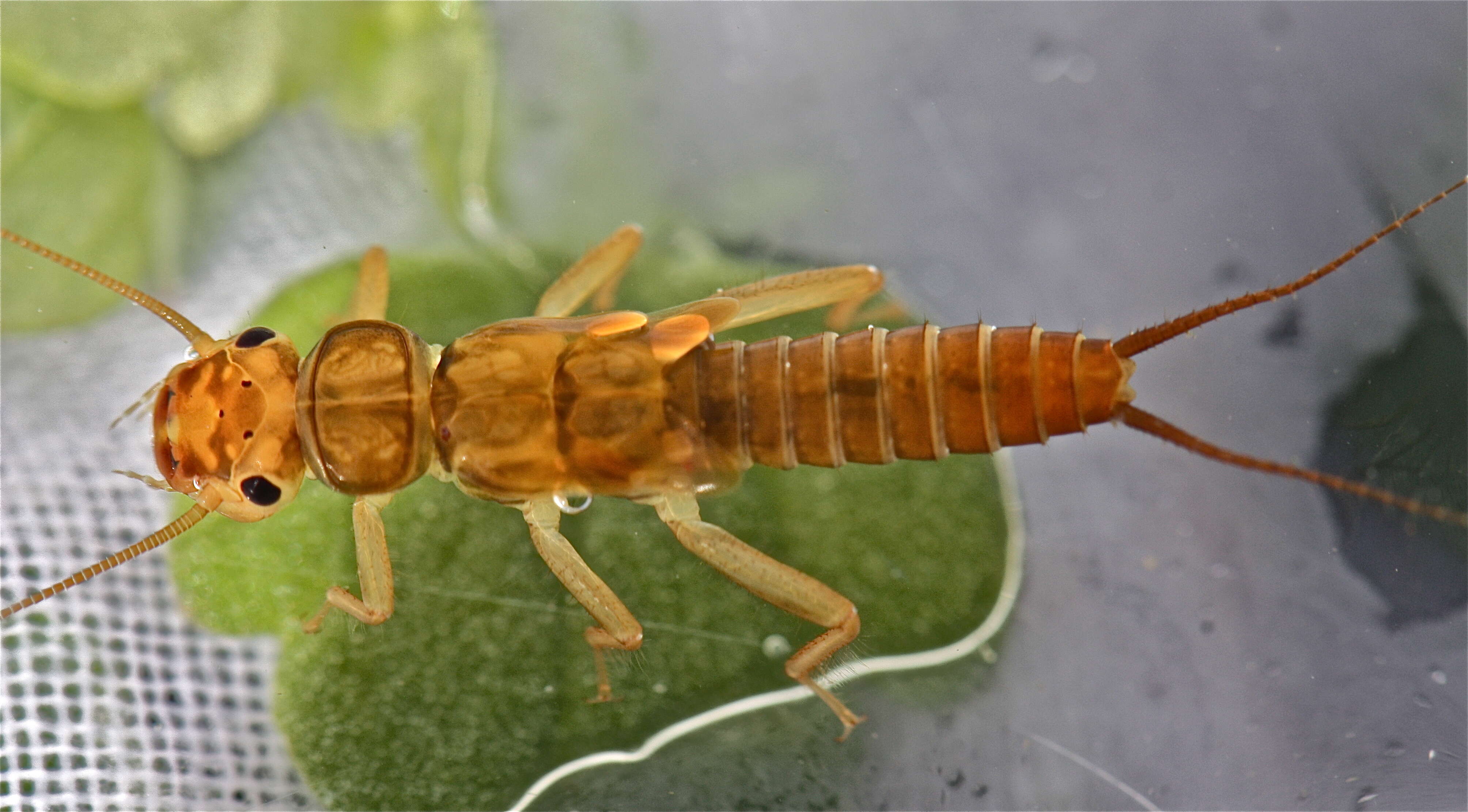 Image of Diploperla duplicata (Banks 1920)