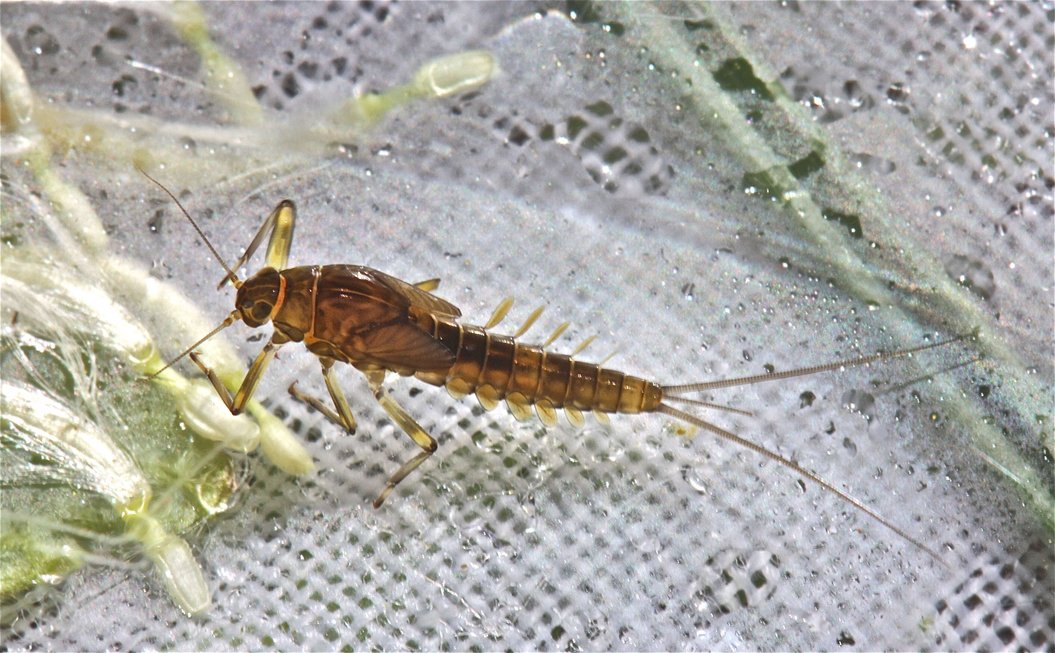 صورة Baetis tricaudatus Dodds 1923