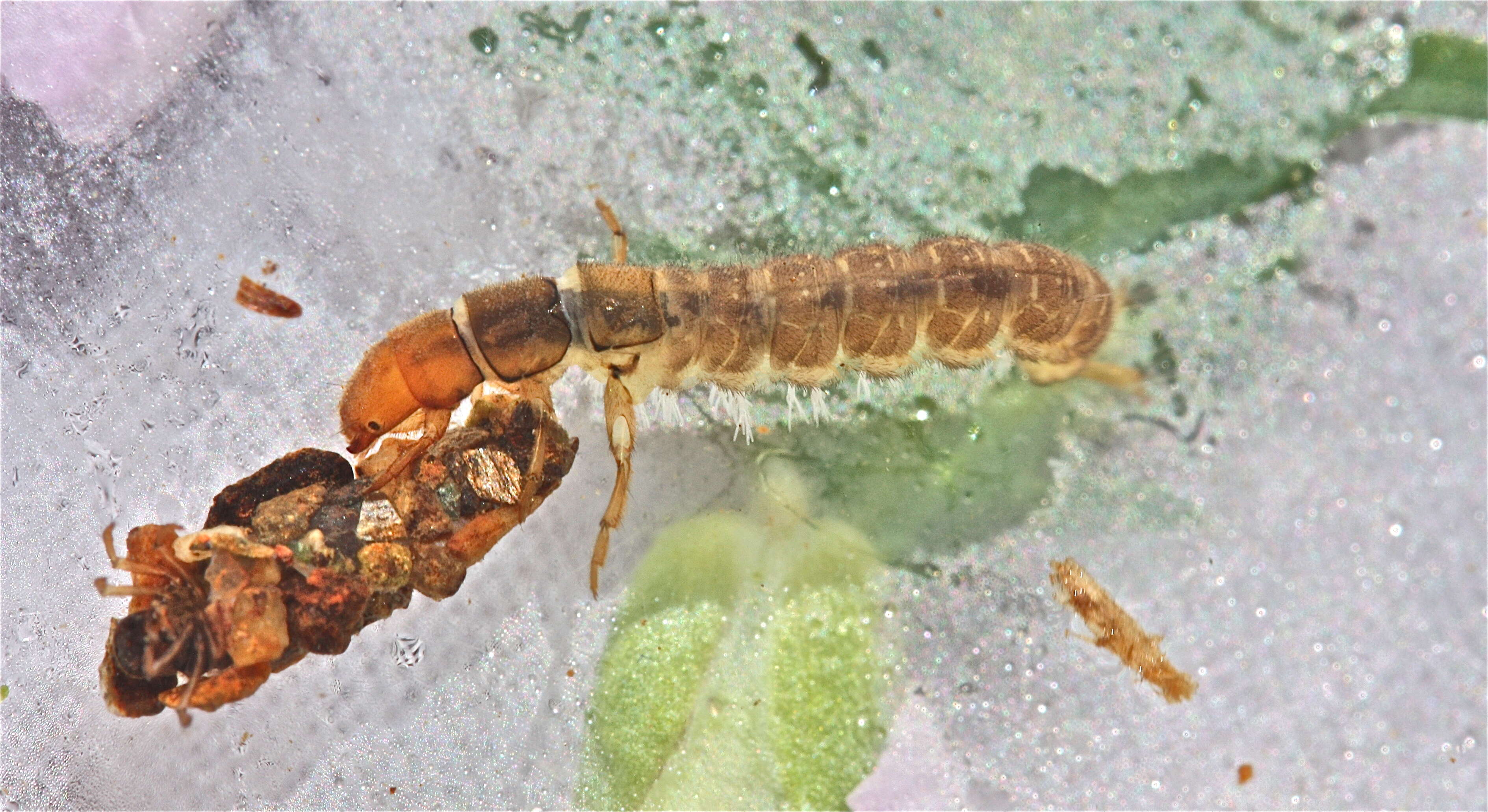 Image of Diplectrona modesta Banks 1908