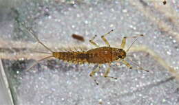 Image of Baetis tricaudatus Dodds 1923