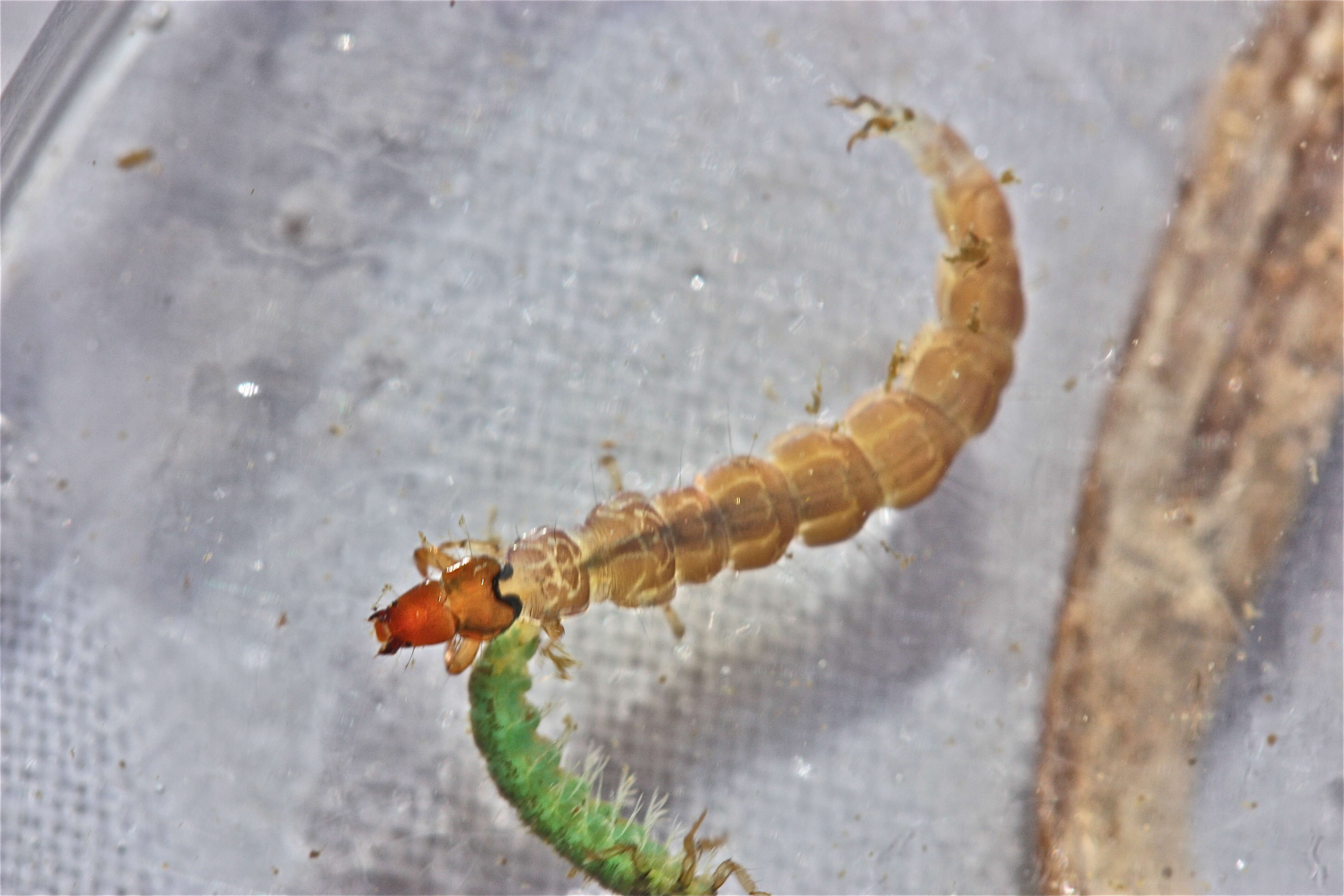 Image of Rhyacophila carolina Banks 1911