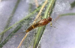 Image of Baetis tricaudatus Dodds 1923