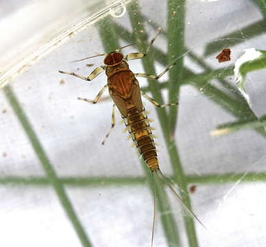 صورة Baetis tricaudatus Dodds 1923