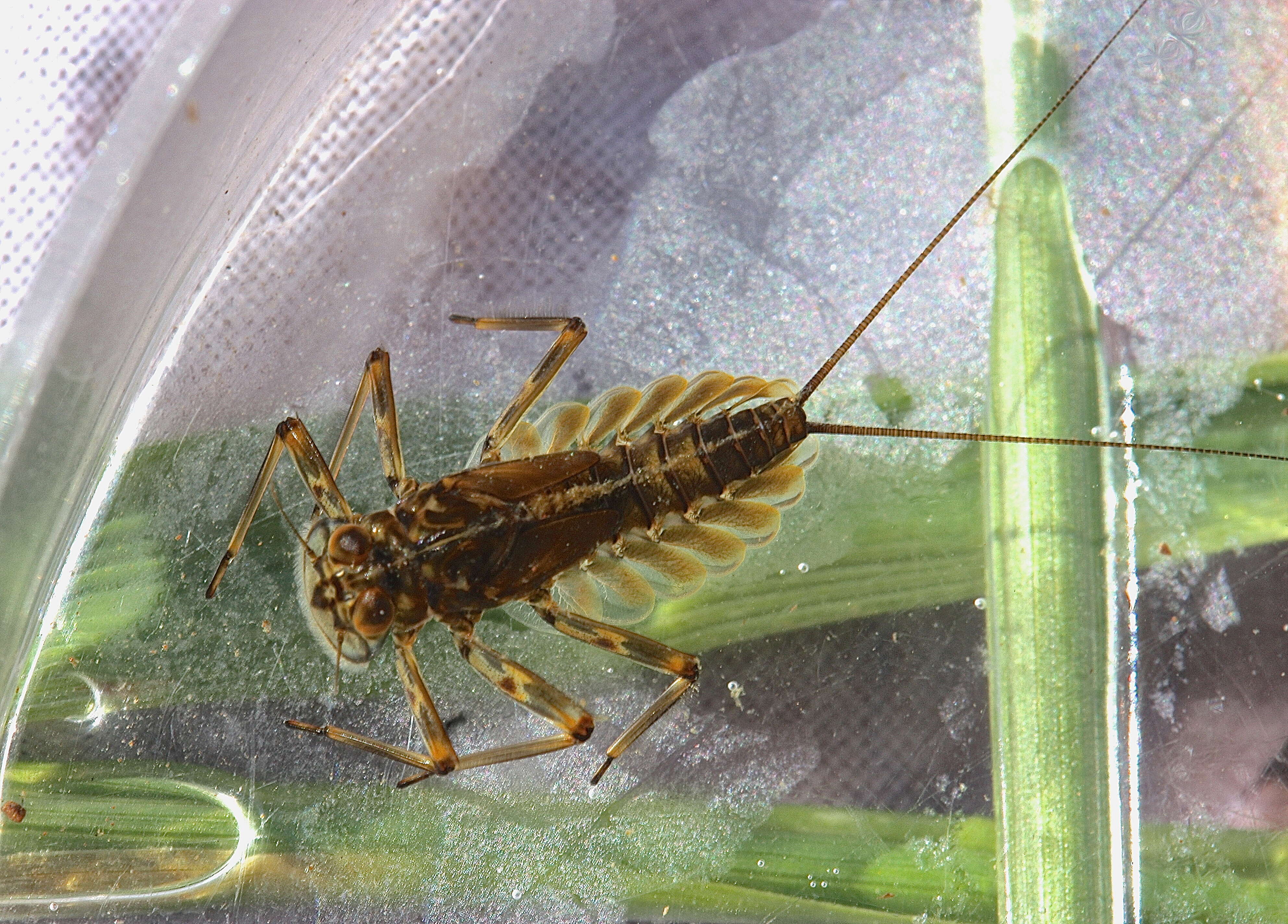 Sivun Epeorus pleuralis (Banks 1910) kuva