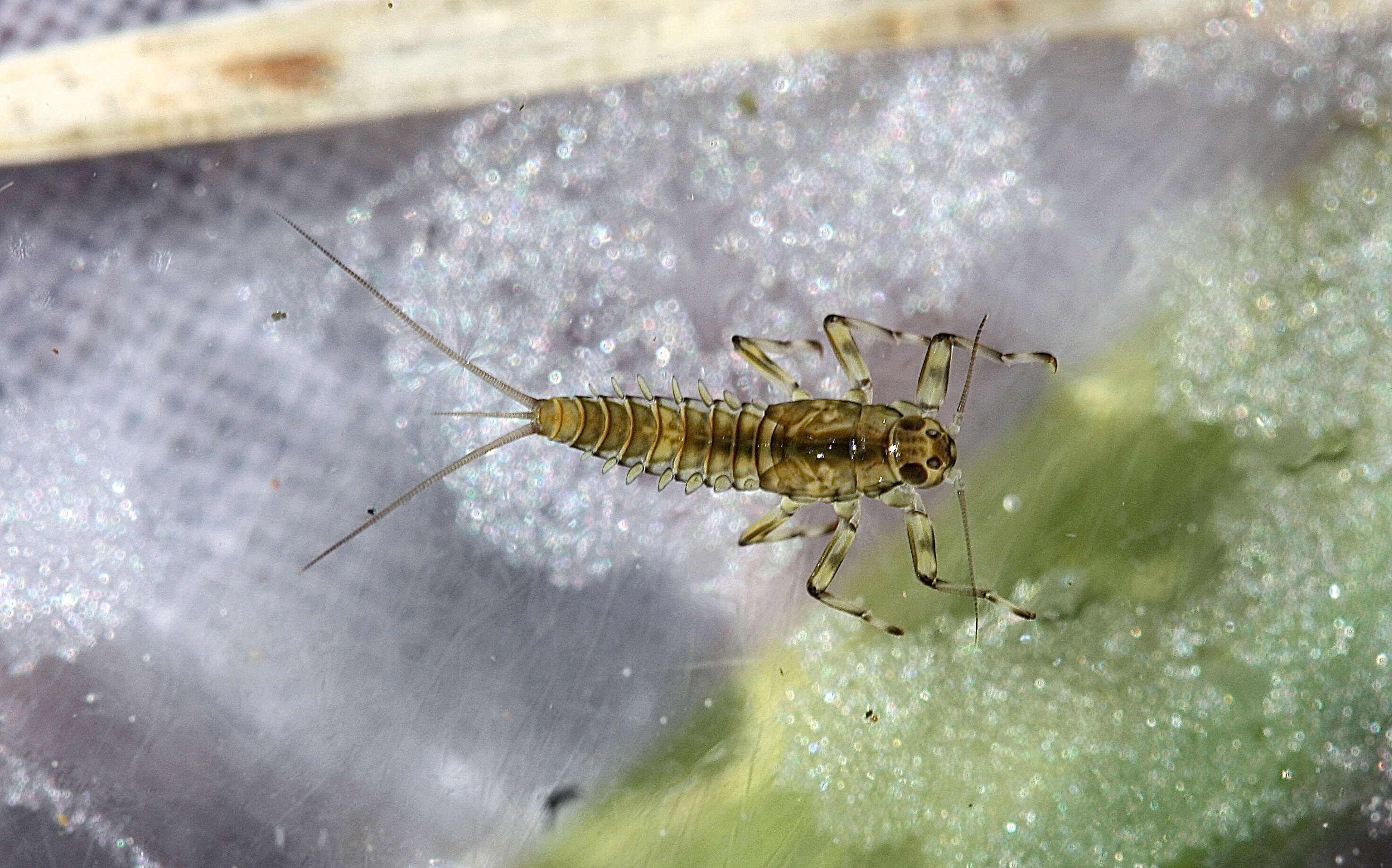 صورة Baetis tricaudatus Dodds 1923