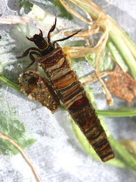 Image of Apple Caddis