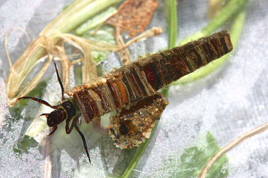 Image of Apple Caddis