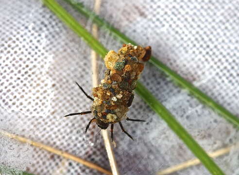 Image of Autumn Mottled Sedges