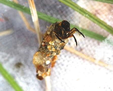 Image of Autumn Mottled Sedges