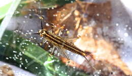 Image of Taeniopteryx burksi Ricker & Ross 1968