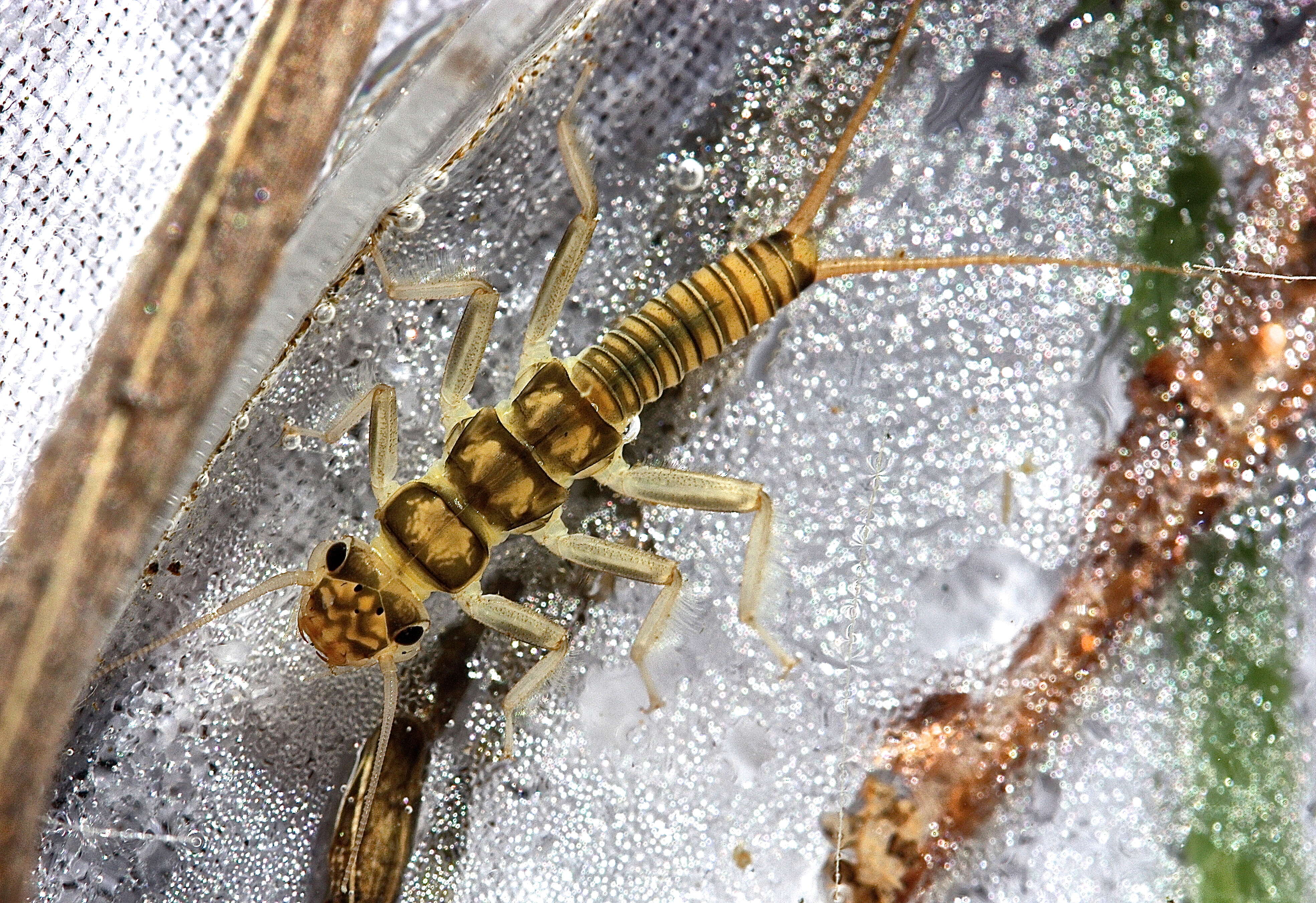 Image of Isogenoides hansoni (Ricker 1952)