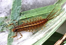 Image of brushlegged mayflies