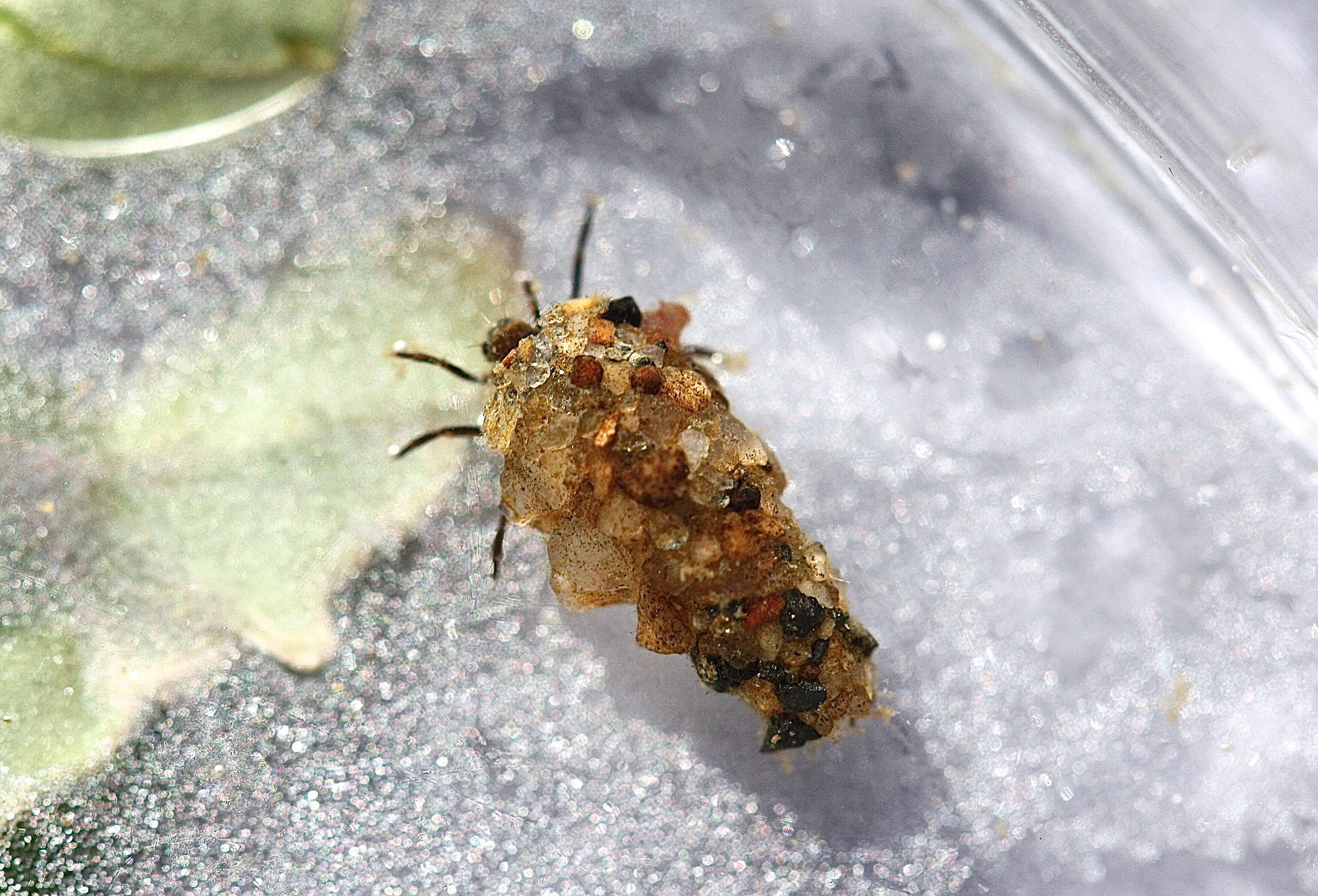 Image of Autumn Mottled Sedges