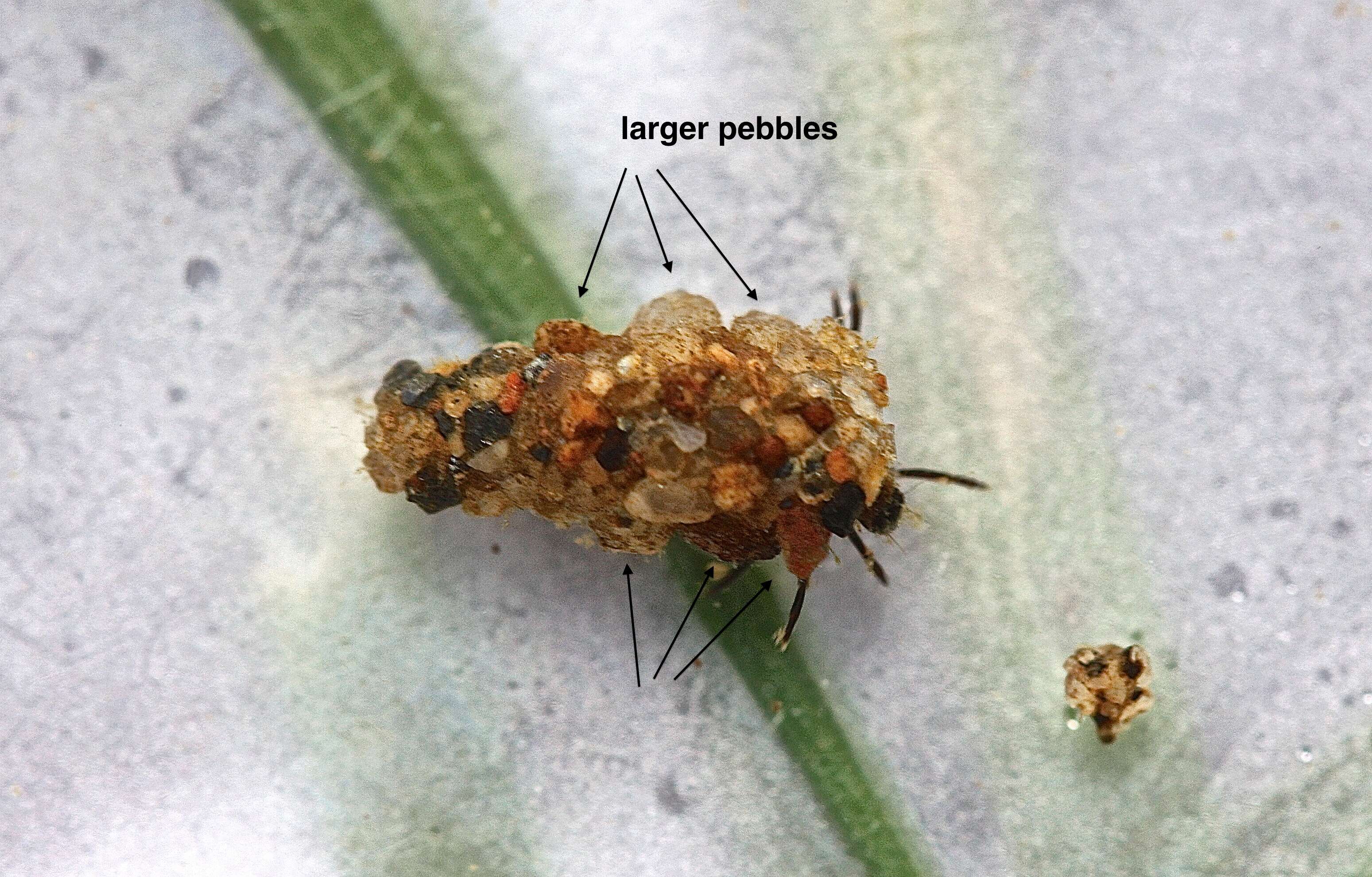 Image of Autumn Mottled Sedges