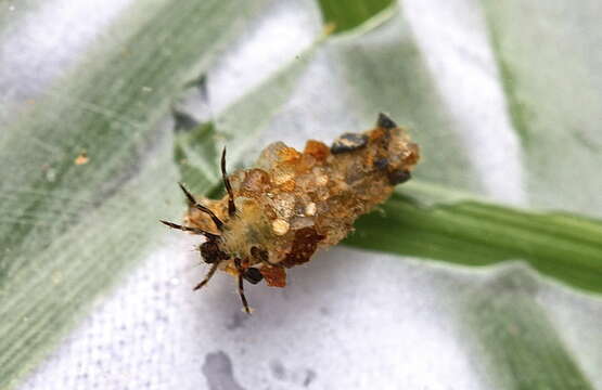 Image of Autumn Mottled Sedges