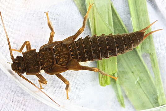 Image of Appalachian Salmonfly