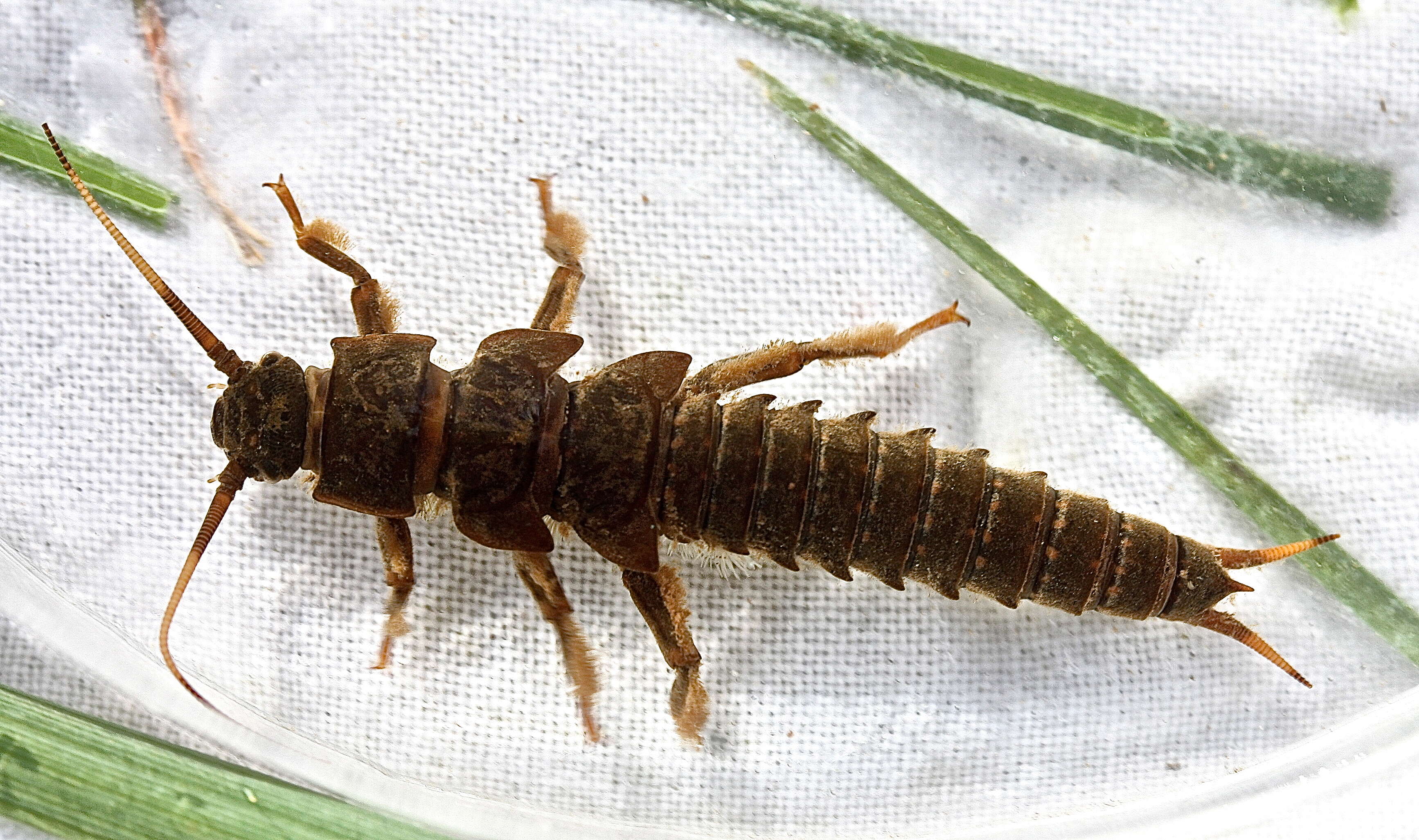 Image of Appalachian Salmonfly