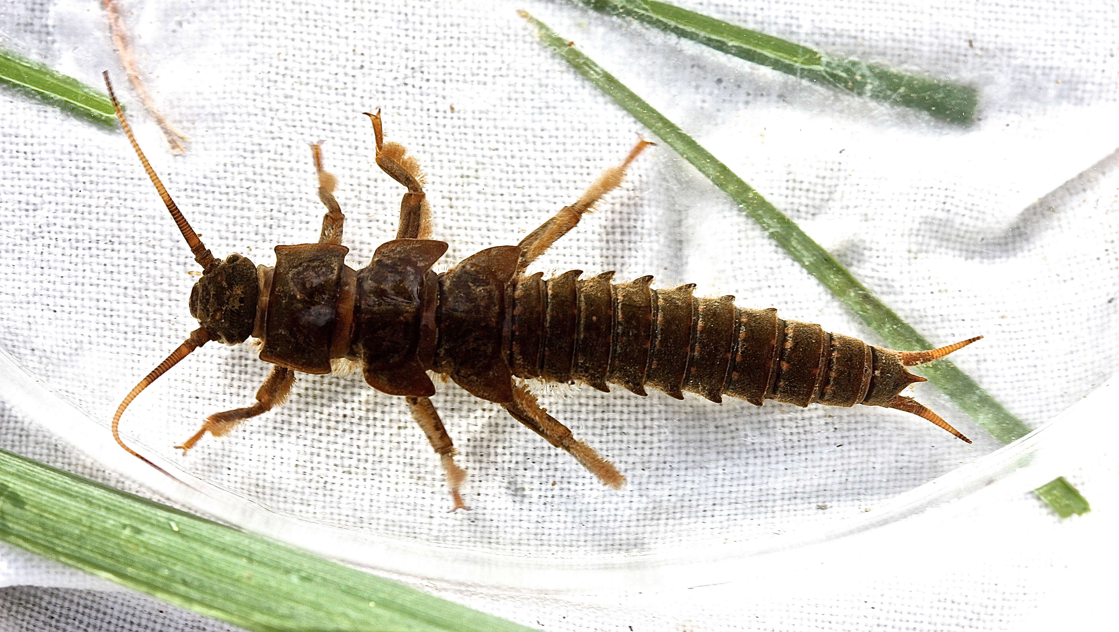 Image of Appalachian Salmonfly