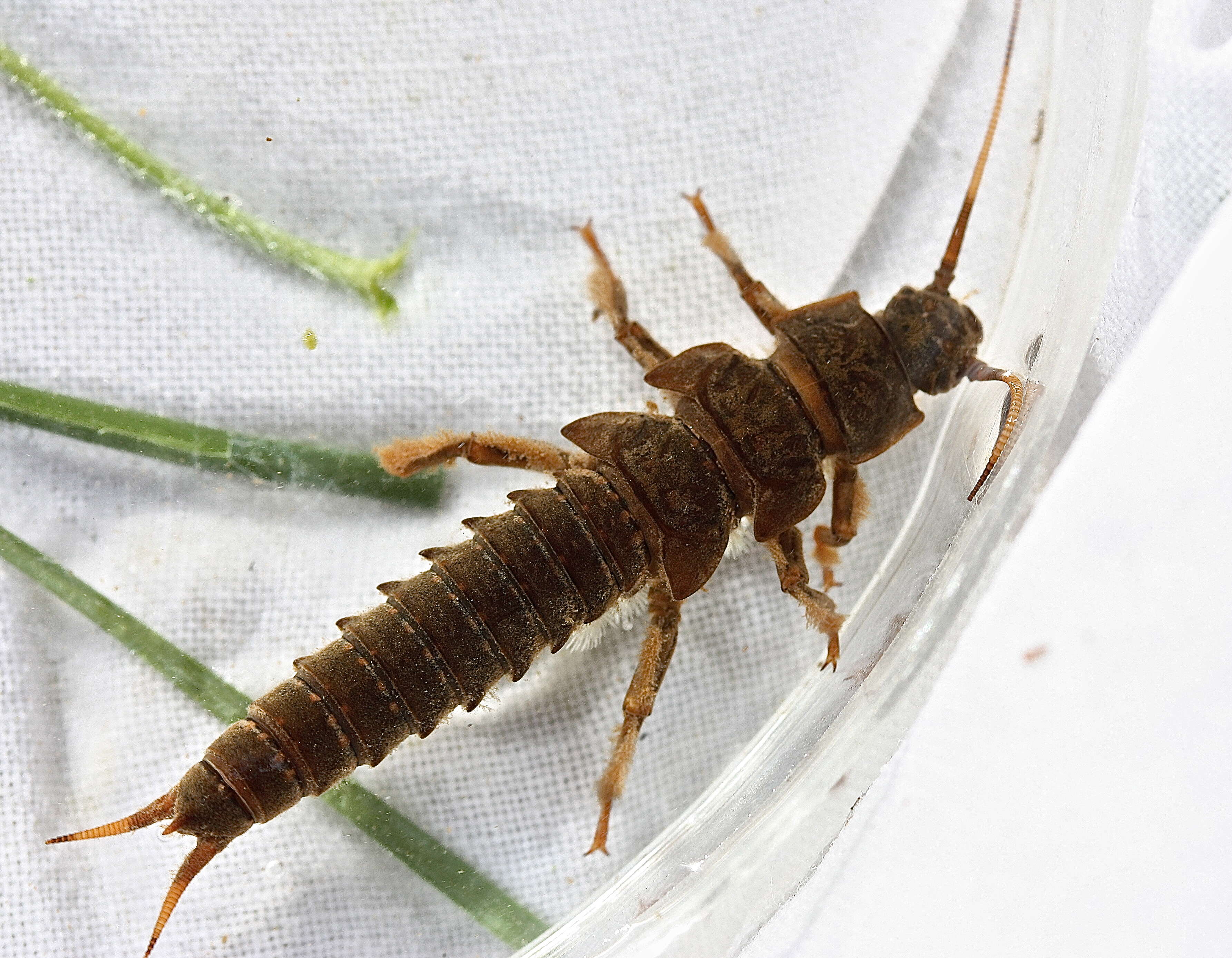 Image of Appalachian Salmonfly