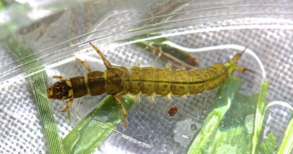 Image of Hydropsyche (Hydropsyche) venularis Banks 1914