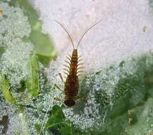 Image of Acentrella nadineae McCafferty, Waltz & Webb 2009