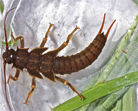 Image of Giant Salmonfly